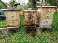 Sušený včelí peľ priamo od registrovaného včelára