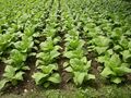 Tabakové semená, výsevy, priesady