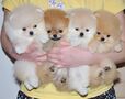 Německý špic. Mini pomeranian bez PP.