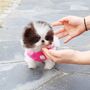 Šteniatka pomeranian na adopciu