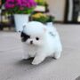 Šteniatka pomeranian na adopciu