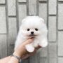 Šteniatka pomeranian na adopciu