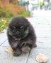 Šteniatka pomeranian na adopciu