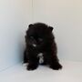 Šteniatka pomeranian na adopciu