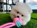 Pomeranian mini