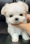 Pomeranian mini