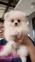 Pomeranian mini