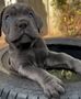 Cane corso šteniatká