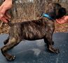 Cane corso šteniatká