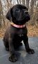 Cane corso šteniatká