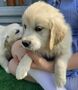 Zlatý retriever/ Golden retriever