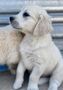 Zlatý retriever/ Golden retriever