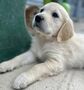 Zlatý retriever/ Golden retriever