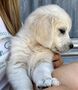 Zlatý retriever/ Golden retriever