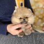 Pomeranian Šteniatka na adopciu