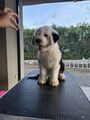 Štěně rasy BOBTAIL s PP