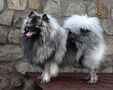 Německý špic vlčí / keeshond prodám štěňata s PP