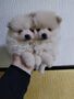 Pomeranian s PP
