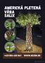 TOP❗Pletená vŕba SALIX 180-210 cm, Americká vrba SK VÝROBCA❗