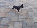 Boston terrier