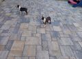 Boston terrier