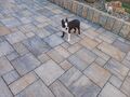 Boston terrier