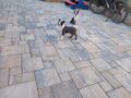 Boston terrier