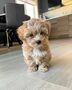 Maltipoo