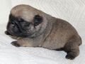 Mops - Štěňátka