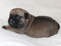Mops - Štěňátka