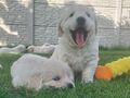 Zlatý retriever šteniatka s pp