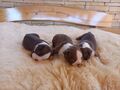 Bostonský terrier