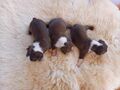 Bostonský terrier