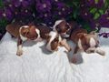 Bostonský terrier