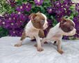 Bostonský terrier