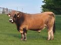 Predaj plemenných býkov – Aubrac a Dánsky simentál (2021)
