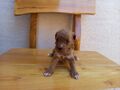 Maltipoo