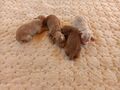 Maltipoo