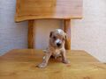Maltipoo