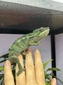 Chameleoni pardálí (Ambilobe) – k odběru ihned