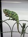Chameleoni pardálí (Ambilobe) – k odběru ihned