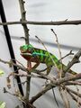 Chameleoni pardálí (Ambilobe) – k odběru ihned