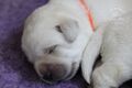 Labrador retriever s rodokmeňom pôvodu
