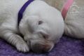 Labrador retriever s rodokmeňom pôvodu