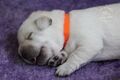 Labrador retriever s rodokmeňom pôvodu