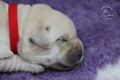 Labrador retriever s rodokmeňom pôvodu