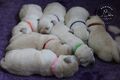 Labrador retriever s rodokmeňom pôvodu