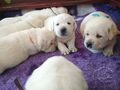 Labrador retriever s rodokmeňom pôvodu