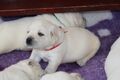 Labrador retriever s rodokmeňom pôvodu