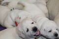Labrador retriever s rodokmeňom pôvodu